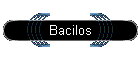 Bacilos